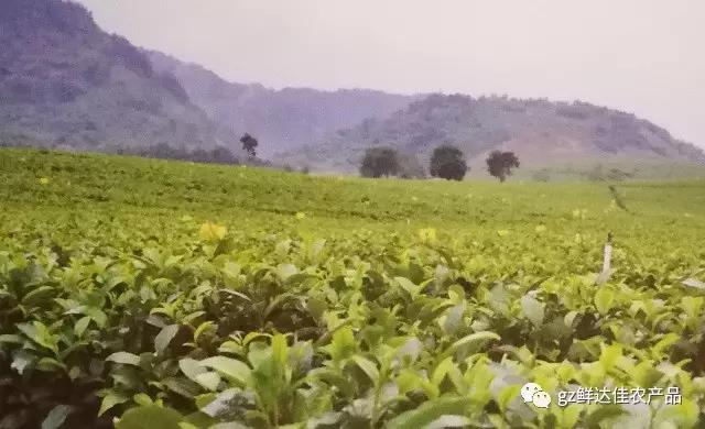英德农业生产一色桃子在线视频
